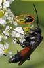 285691 – Photo : Bernard Mallet – France (38)